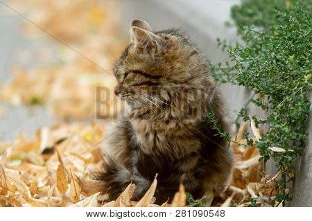 Temperamental Homeless Kitten Looks At You  And Lies In Dry Autumn Leaves.