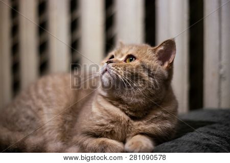 Temperamental Homeless Kitten Looks At You  And Lies In Dry Autumn Leaves.
