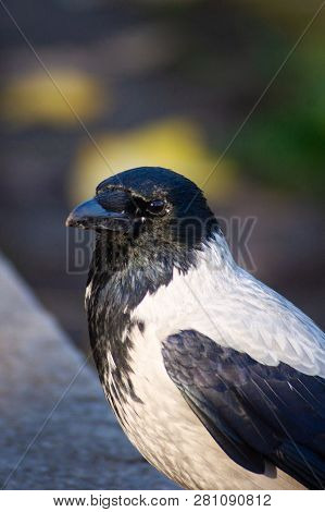 The Crow With Gray And Black Ffeathers On Green Grass