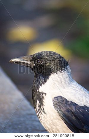 The Crow With Gray And Black Ffeathers On Green Grass