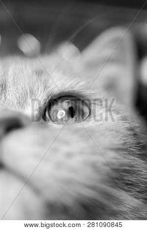 Temperamental British Domestic Cat Looking Up With One Eye. Closeup View. Black And White Photo. Mon