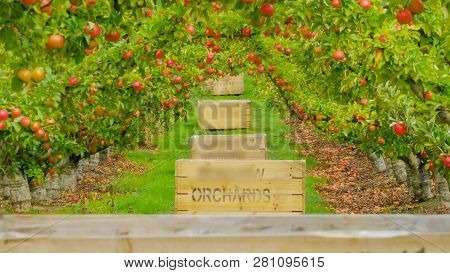 Apple Trees Covered In Ripe Apples Ready To Be Harvested And Wooden Bins For The Fruit In An Orchard