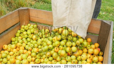 A Worker Empties A Bag Of Golden Delicious Apples Into A Wooden Bin In Huonville, Tasmania