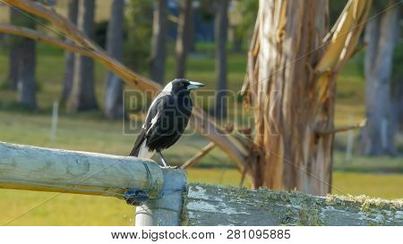 Common Black And White Australian Magpie Sitting On An Old Farm Fence In Tasmania