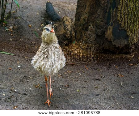 Red Legged Seriema Walking In The Sand, A Tropical Bird From The Amazon Of Brazil