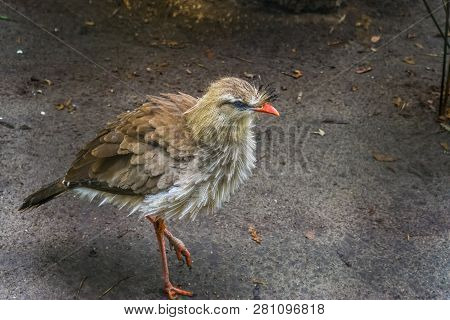 Portrait Of A Red Legged Seriema Standing In The Sand, A Tropical Bird From The Amazon Of Brazil