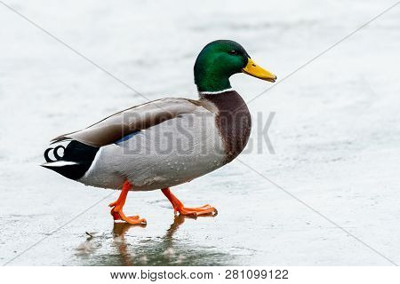 A Male Mallard (anas Platyrhynchos) Walking On A Frozen Lake, Waserpark In Vienna Austria