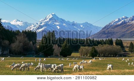 Close Up Of Newly Shorn Sheep Grazing On A Farm With Mt Cook In The Distance