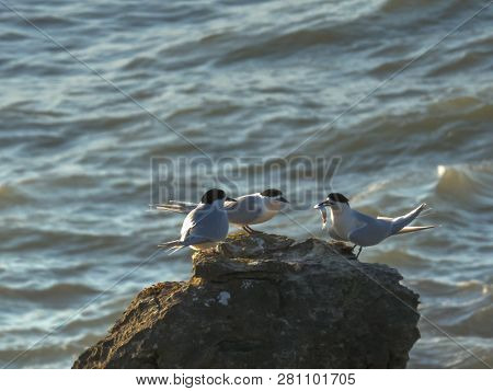 A White Fronted Tern Offers A Whitebait Fish To Another Bird In New Zealand