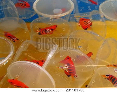 Containers Of Flame Angels In An Aquarium Tank At A Tropical Fish Wholesaler In Hawaii