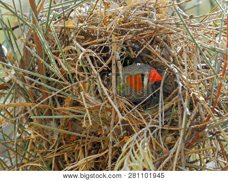 A Zebra Finch Tends To Its Nest In Centra