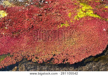 colorful red azolla floating of the river at winter at Wujie , Nantou, Taiwan