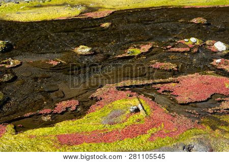colorful red azolla floating of the river at winter at Wujie , Nantou, Taiwan