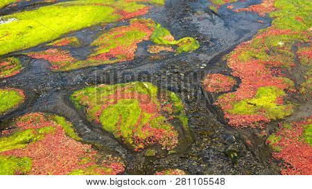 colorful red azolla floating of the river at winter at Wujie , Nantou, Taiwan