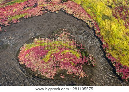 colorful red azolla floating of the river at winter at Wujie , Nantou, Taiwan
