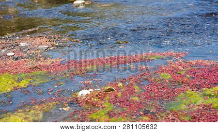 colorful red azolla floating of the river at winter at Wujie , Nantou, Taiwan