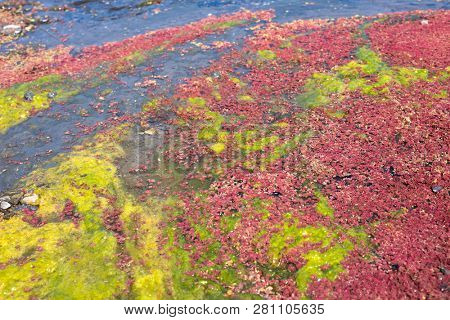 colorful red azolla floating of the river at winter at Wujie , Nantou, Taiwan