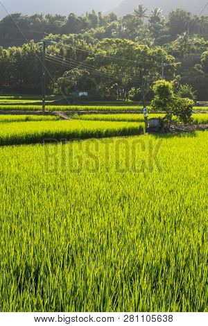 landscape of green paddy farm at countryside