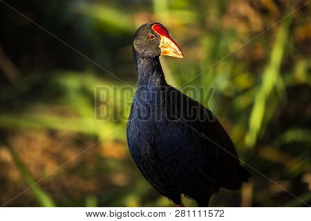 Purple Swamphen 