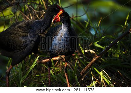 Purple Swamphen 