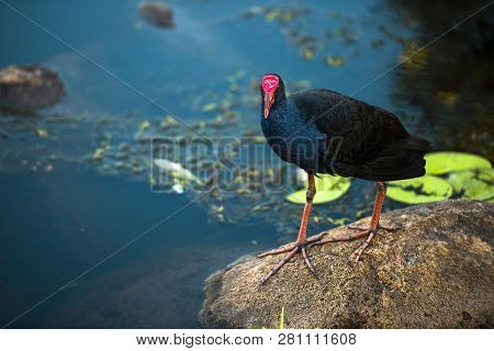 Purple Swamphen 
