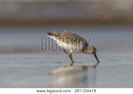 Great Knot, Calidris Tenuirostris, Akshi, Alibagh, Maharashtra, India