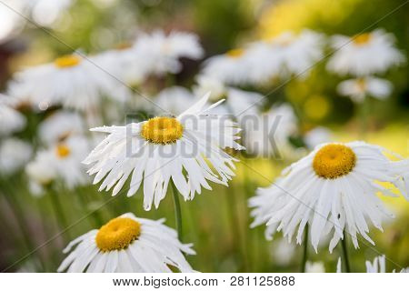 Daisy Bloom After Raining. Romantic Wild Field Of Daisies With Selective Focus. Leucanthemum Vulgare
