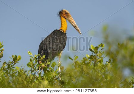 Lesser Adjutant Stork, Leptoptilos Javanicus, Goa India