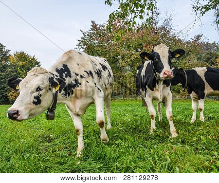 Cows On The Grass Hill In Switzerland