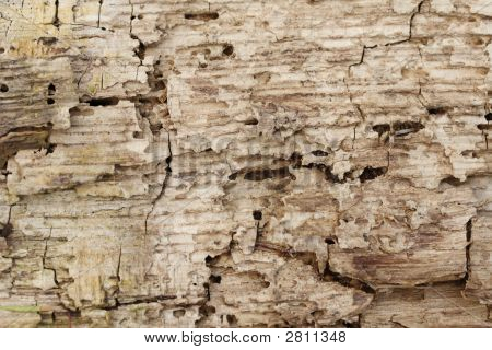 Fondo in legno marcio