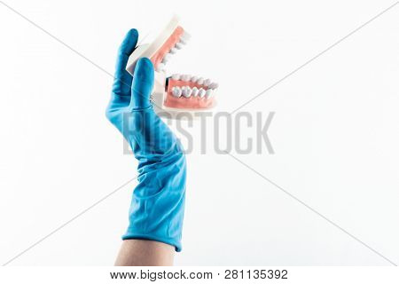 Hand in blue glove holding dental teeth model isolated on white background