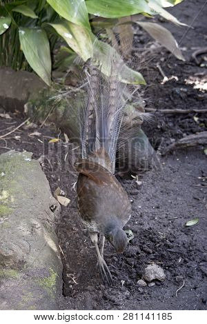 This Is A Picture From Above Showing The Lyre Bird Digging For Food