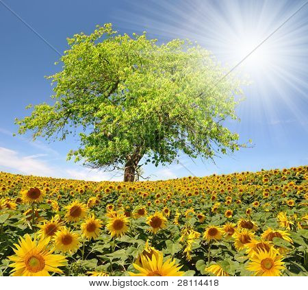 jarní krajina s slunečnicová pole