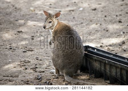 The Red Necked Pademelon Is Going To Eat Out Of A Trough