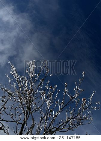 Hoar-frost On Tree Branches In Winter Gainst Blue Sky With Clouds