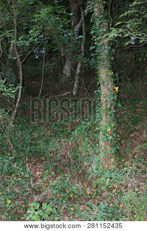 Dense Forest Next To The Pozar Thermal Baths Aridaia Greece