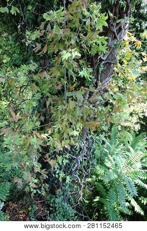 Dense Forest Next To The Pozar Thermal Baths Aridaia Greece
