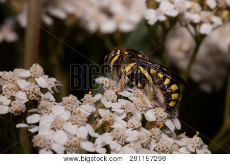 European Wool Carder Bee Is Sitting On Small White Flowers. Anthidium Manicatum. Close Up.