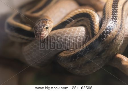 A Big Dangerous Coleognathus Radiatus Elaphe Snake