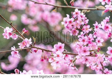 Beautiful Cherry Blossoms Sakura Tree Bloom In Spring In The Park, Copy Space, Close Up.