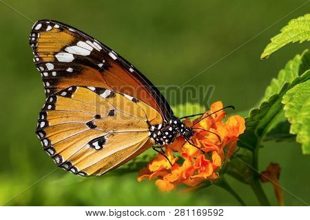 The Plain Tiger Or African Queen (danaus Chrysippus)