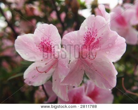 2 Pinkster Flowers, Pink Azalea