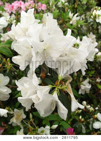 White Azalea Flowers