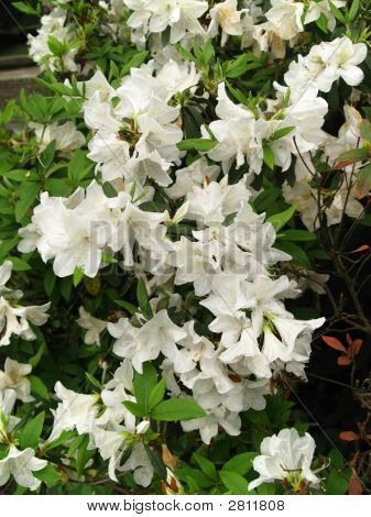 White Azalea Flowers