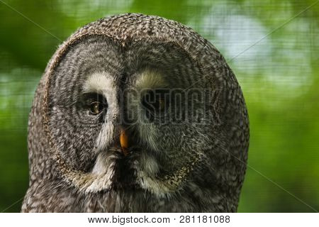 Great grey owl (Strix nebulosa). Wildlife bird.