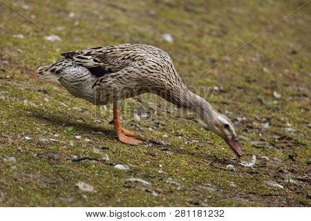 La Fleche Rooster (Gallus gallus domesticus). 