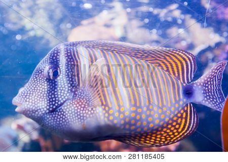 Regal Angelfish - Pygopllites Diacanthus. Wonderful And Beautiful Underwater World With Corals And T