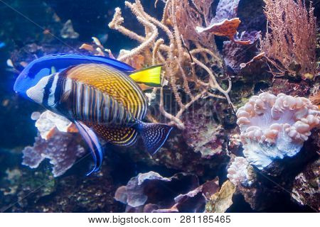 Regal Angelfish - Pygopllites Diacanthus. Wonderful And Beautiful Underwater World With Corals And T