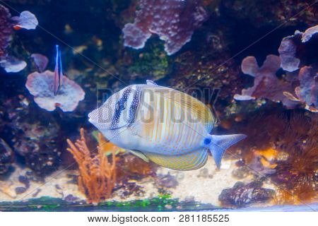 Regal Angelfish - Pygopllites Diacanthus. Wonderful And Beautiful Underwater World With Corals And T