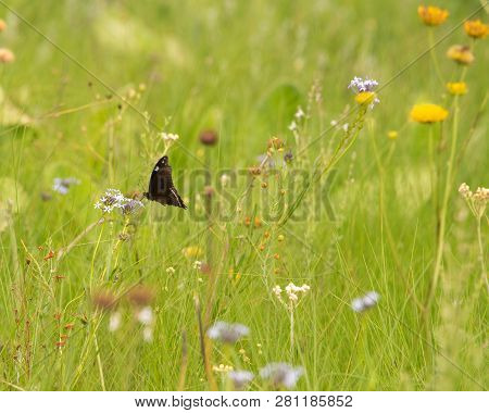 A Butterfly In A Wild Grass Meadow.